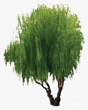 Willow Tree Png