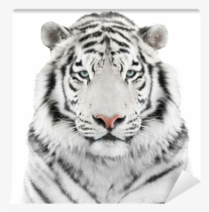 White Tiger Png - White Tiger Wall Head