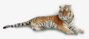 Tiger Laying Down White Background