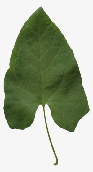 2d leaves - transparent leaf texture