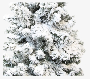 Authentic Christmas Tree Snow Flocking Powder - Christmas Tree