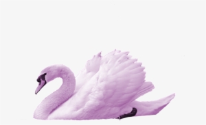 The Swan - Transparent Swan Png