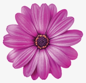 Single Flowers, Daisy Flowers, Purple Flowers, Beautiful - Good Evening Purple Flower