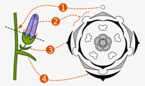 Basic Characteristics And Significance[edit] - Floral Diagram