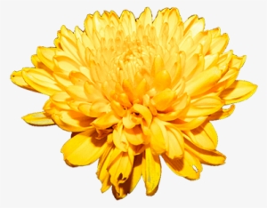/ Bunch - Chrysanthemum Png