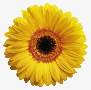 黄色菊花 - Gerbera Flower Yellow