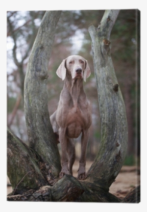 Weimaraner