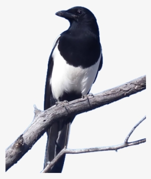 Bird Gard Electronic Bird Repellent Magpies - Magpie Bird