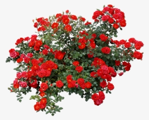 Tubes Arbres / Arbustes / Feuillages Tree Psd, Red - Red Rose Bush Png
