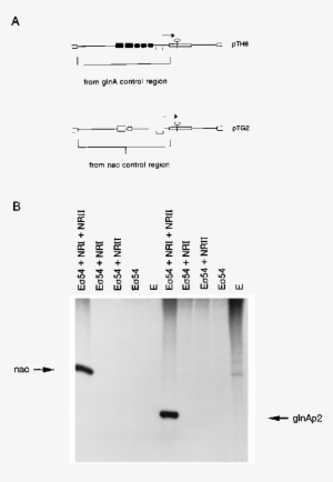 Transcription From The Nac Promoter By Purified Bacterial - Transcription
