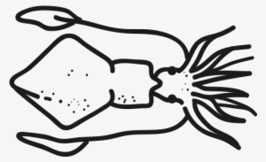 Indian Baby Squid - Loligo