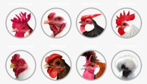 Types Of Combs In Chickens - Chicken