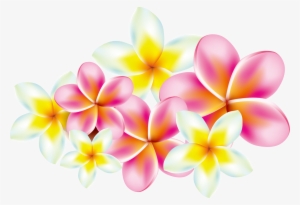 Flower Frangipani Clip Art - Free Plumeria Border Png