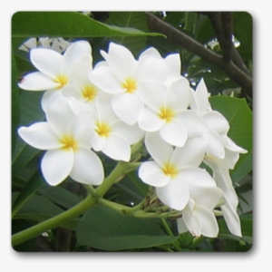 White Plumeria Plant