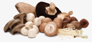Protein Content Of Mushrooms - Cogumelos Png