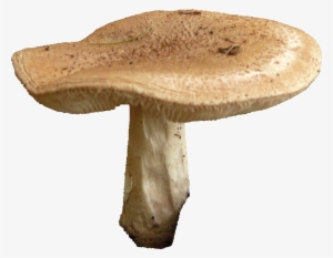 Mushroom Free Png Image - Mushroom Transparent