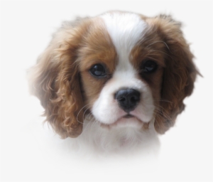 There, I Noticed A Lovely Tricolour Of Maryanne Silvester's - Cavalier King Charles Spaniel