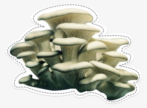 Oyster Mushroom, The Surprising