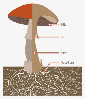 The Mushrooms We Eat Are The Fruiting Bodies Of A Giant - Mushroom Anatomy