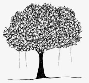 Banyan Banyan Tree Canopy Leafy Trees Plan - Tree With Leaves Clipart Black And White