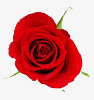 Romantic Red Roses Wallpaper - Red
