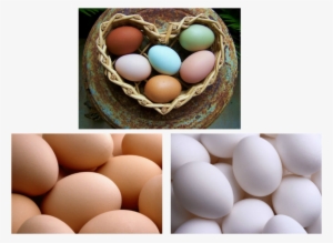 Picture - Bielefelder Chicken Egg