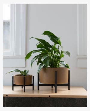 Case Study Tabletop Planter With Wood Stand - Interior Design
