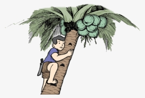 Filename - - Man On Coconut Tree
