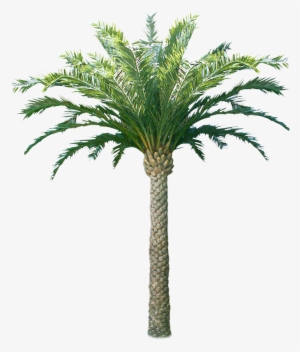 Palm & Coconut Trees Texture 3d Coconut Tree Png - Imagini Cu Ulei De Palmier