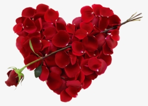 Feature Image Source - Valentine Roses