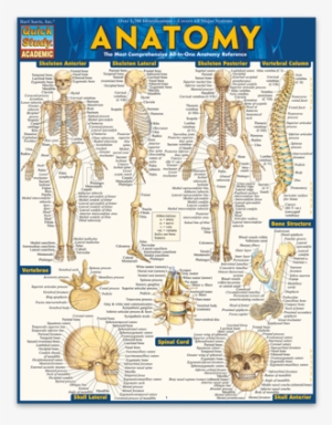 Complete Labeled Illustrations Of Over 1,400 Anatomical - Anatomy By Barcharts Inc