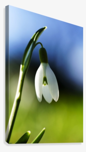 White Flower Drooping Against Blue And Green Background - White Flower Drooping Against Blue And Green Background;
