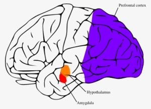 The Amygdala And Hypothalamus Fired Up In Fight Or - Brain Clip Art