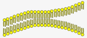 Cell Membrane Clip Art - Transparent Cell Membrane Clipart