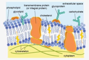The Cell Membrane Also Controls The Substances Coming - Parts Of Plasma Membrane