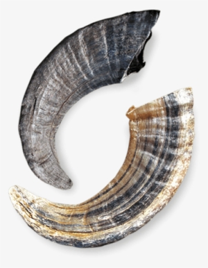 Two Horns Background - Icelandic Lamb Horn