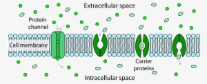 Open - Extracellular Space Vs Intracellular Space