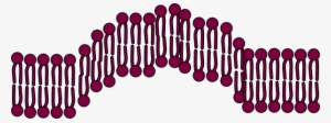 Cell Membrane