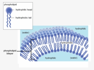 The Plasma Membrane - Hydrophobic And Hydrophilic