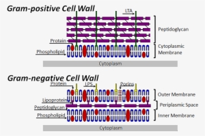 Bacterial Cell Wall Structure - Stages Of Bacterial Cell Wall Synthesis