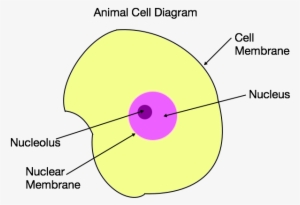 Point A Is Pointing To The Cell Membrane - Nuclear Membrane Transparent