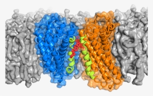 Cholesterol May Help Proteins Pair Up To Transmit Signals - Zellen Protein