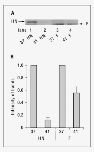 Integration Of Envelope Proteins Into The Cell Membrane - Diagram