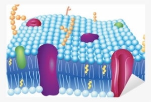 Cell Membrane Transparent PNG - 400x400 - Free Download on NicePNG