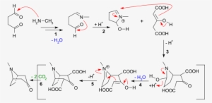 Tropinone Synthesis - Pseudopelletierine Synthesis