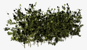 Arbustos En Png - Arbuste Fond Transparent Png