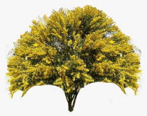 Poner En Arbusto - Acacia Longifolia