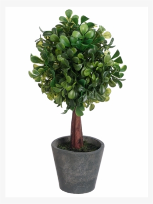 10" boxwood ball-shaped topiary in paper mache pot - topiary