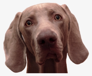 Alf, &, Mio - Weimaraner