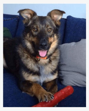 This Is Rigby He Is 9 Month Old, Neutered, Male, Shepherd - Companion Dog
